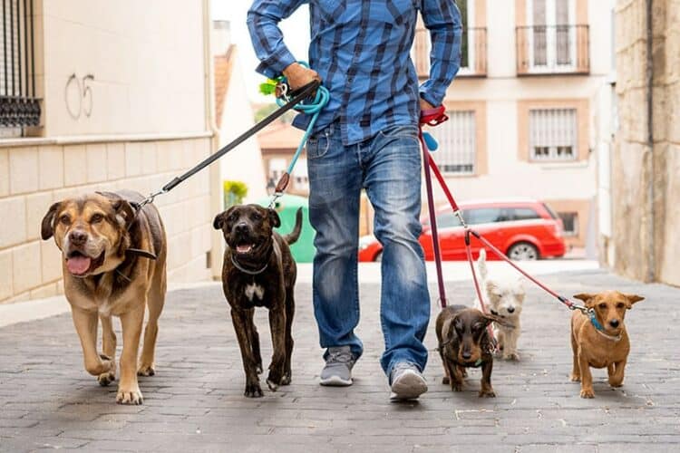 Professional dog walker or pet sitter walking