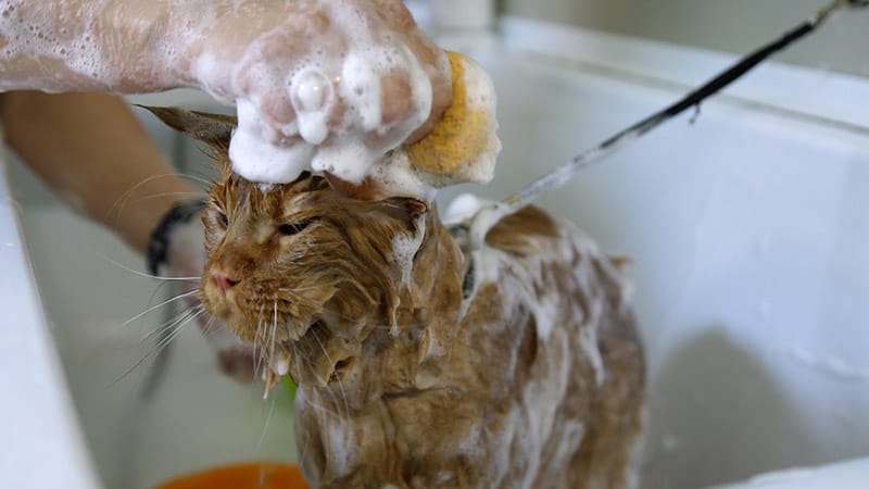 maine coon cat getting a bath