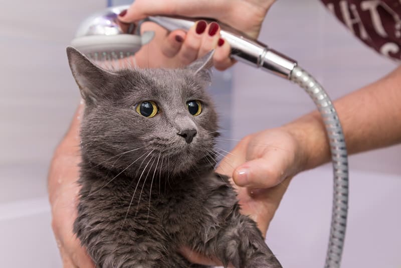 russian blue cat getting a bath