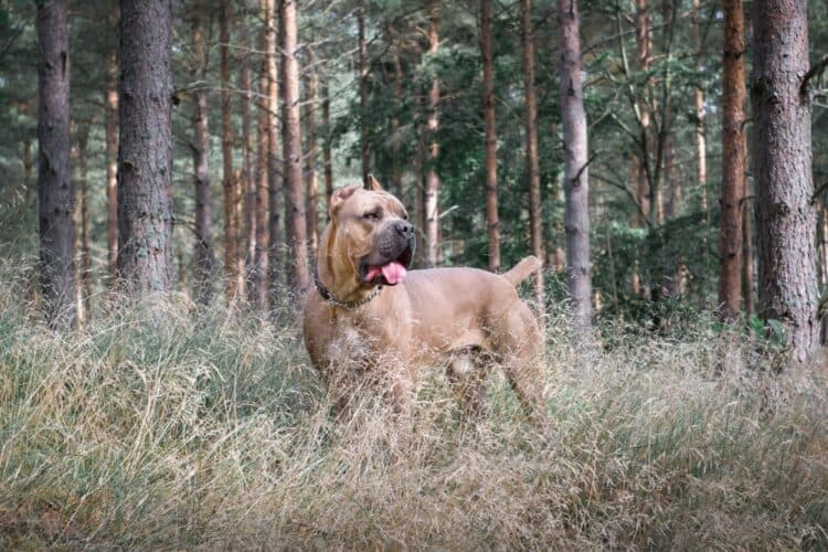 Cane corso in forest
