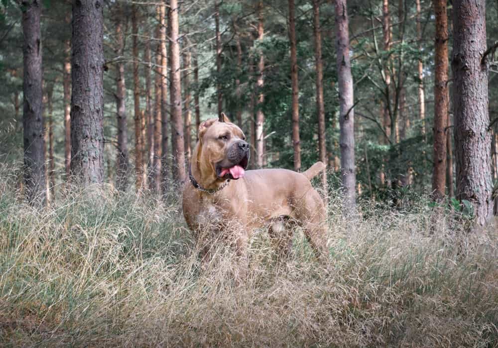 Cane corso in forest