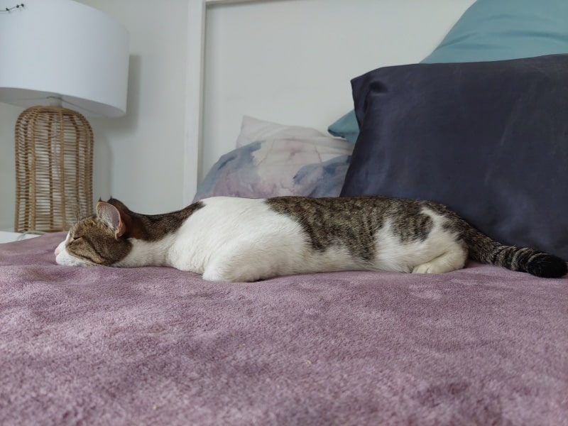 Milo the cat sleeping like a pancake on bed