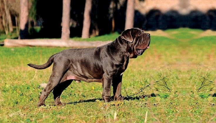 Neapolitan-Mastiff