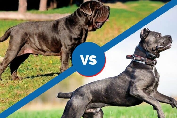 PGO_neapolitan mastiff vs cane corso