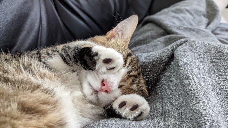 cat-sleeping-on-blanket-with-paws-over-face