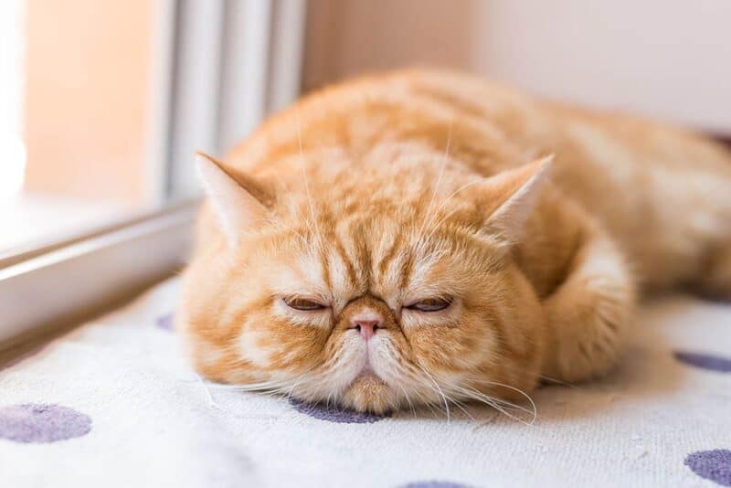 ginger-exotic-shorthair-cat-sleeping-near-a-door