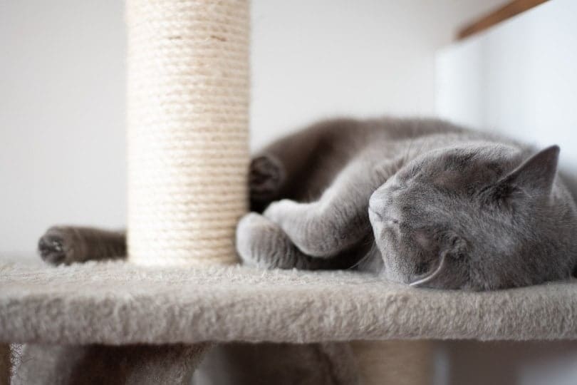 grey-cat-sleeping-on-cat-tree-with-scratching-post