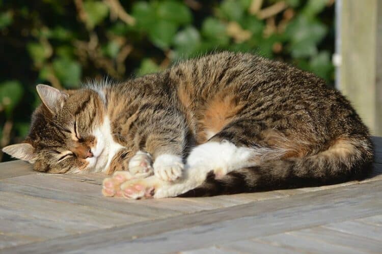 tabby cat sleeping outside