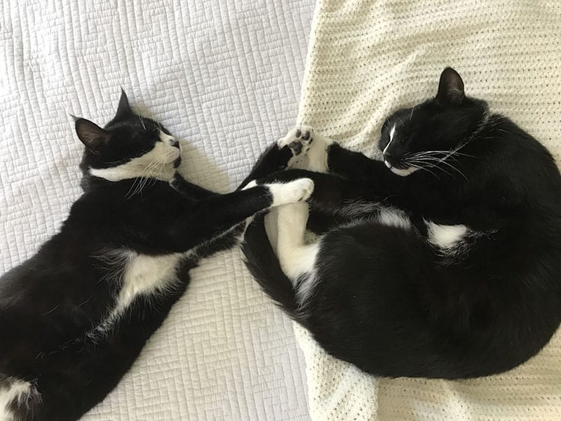 two-tuxedo-cats-sleeping-together