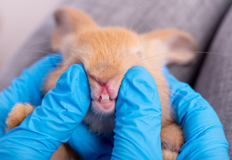 Rabbit-Teeth-Closeup-Getting-Examine-by-Vet