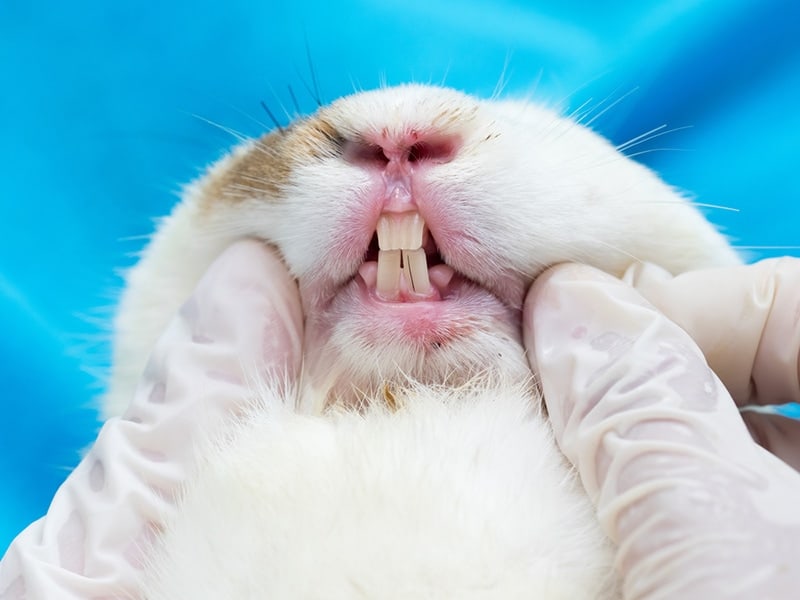 rabbit-getting-its-teeth-examined-by-veterinarian