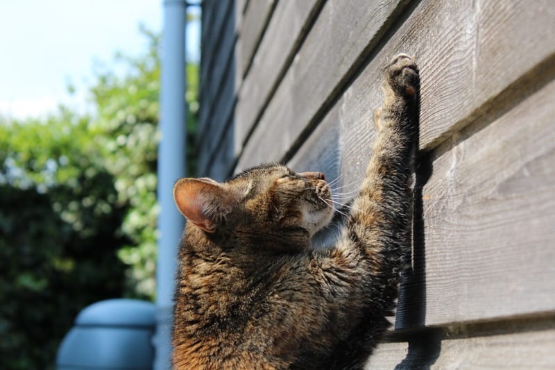 Why Does My Cat Scratch the Wall? Strange Behavior Explained