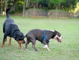 Rottweiler dog sniffing French Bulldog butt