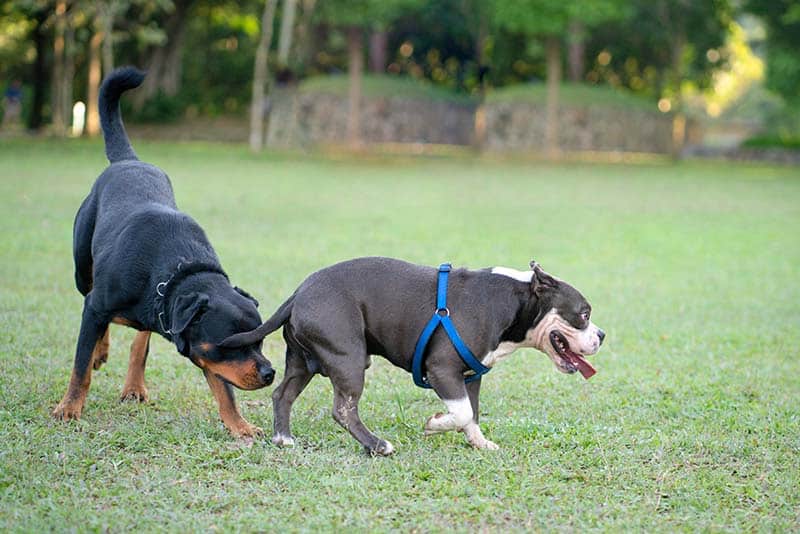 Why Do Dogs Sniff Butts? Vet-Approved Facts & FAQ