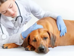 veterinarian examining a sick Rhodesian ridgeback dog