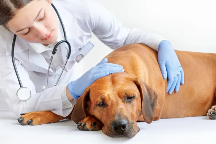 veterinarian examining a sick Rhodesian ridgeback dog