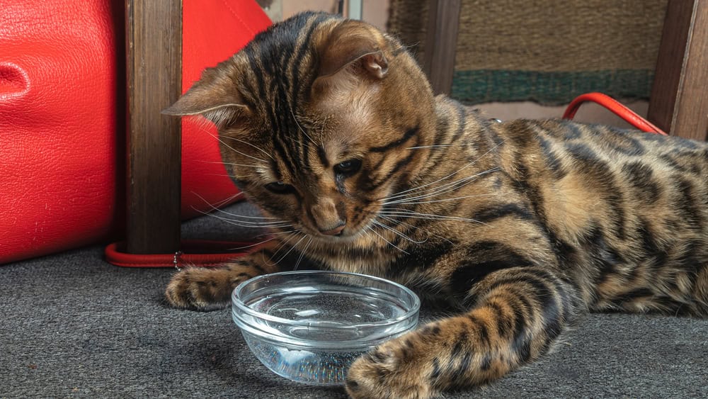 Bengal cat playing with water in the bowl