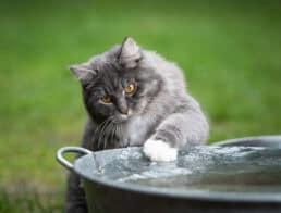 maine coon cat playing with water in metal bowl outdoors