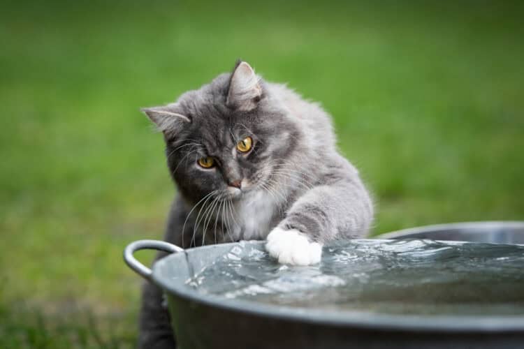 maine coon cat playing with water in metal bowl outdoors