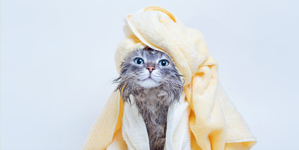 smiling wet tabby cat wrap in towel after bath