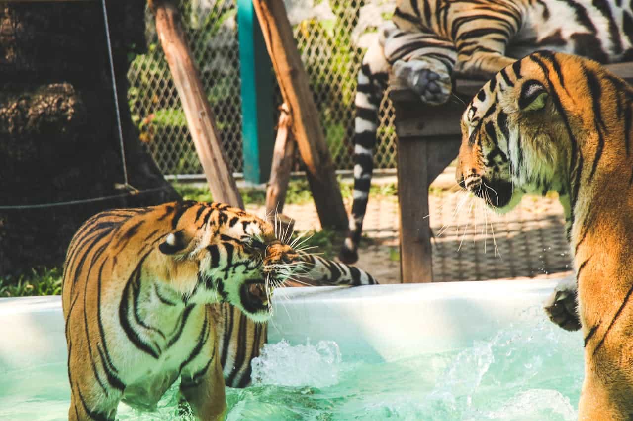 tigers playing in the pool